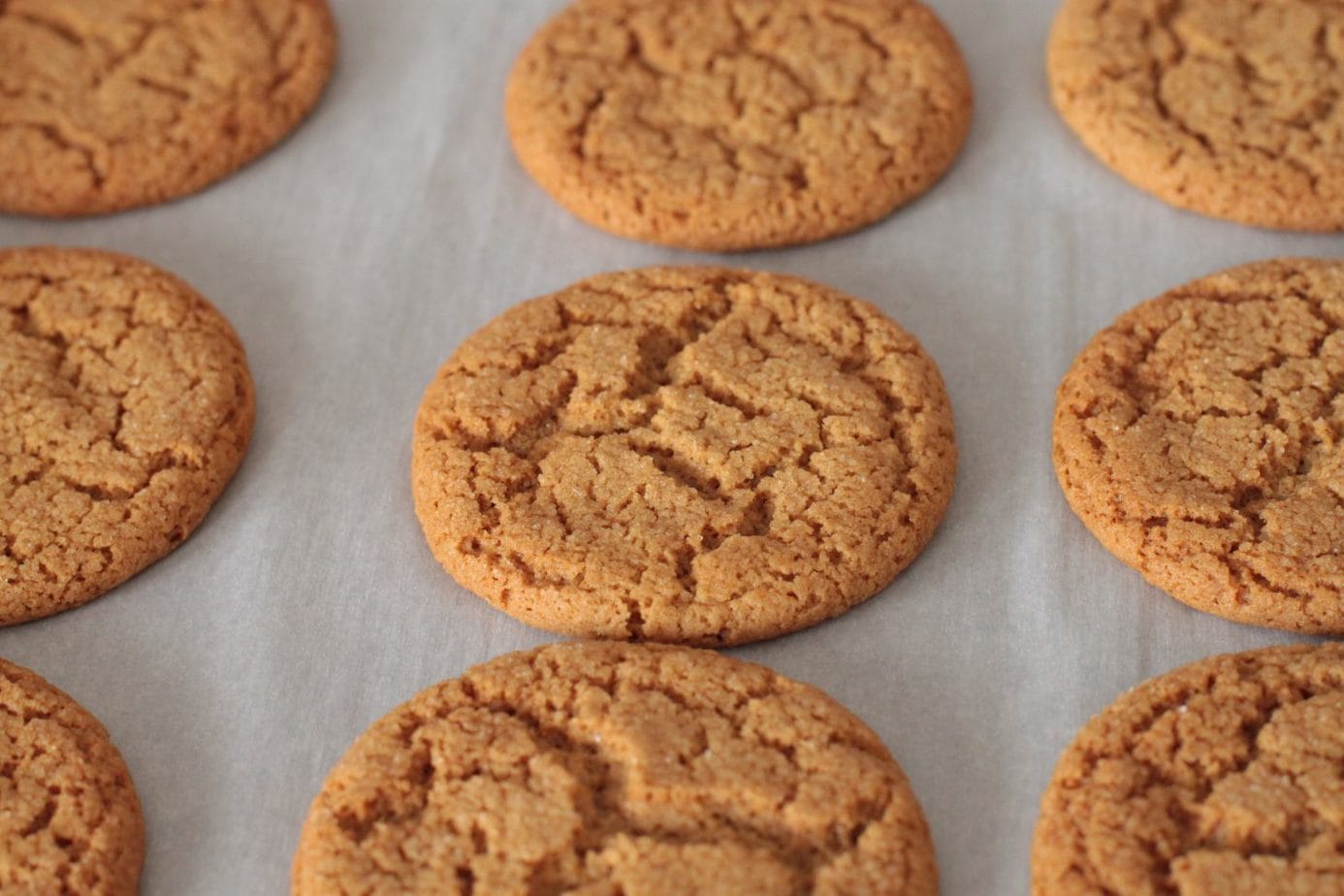 Freshly baked Old Fashioned Gingersnaps on parchment paper.