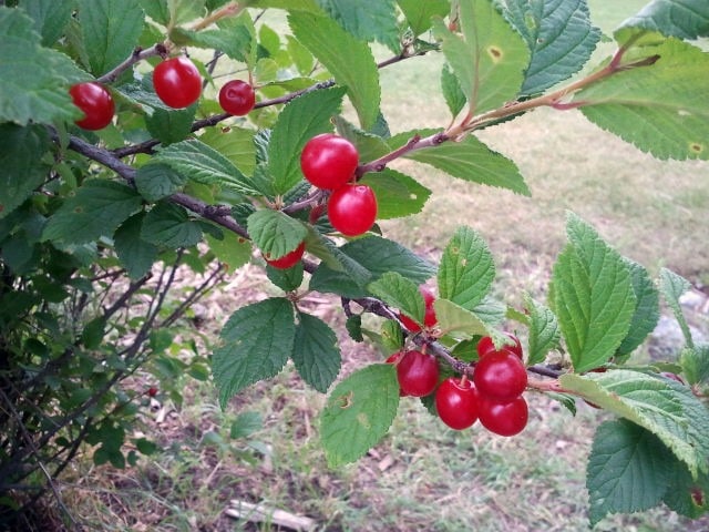 Nanking Cherries still on the bush.