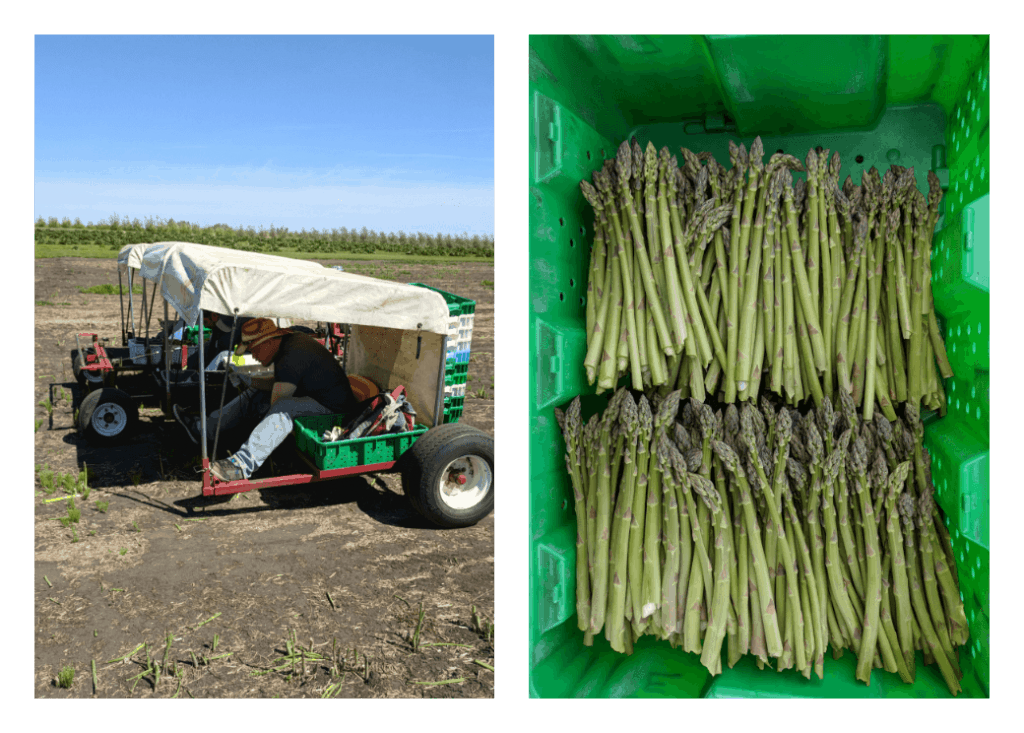 Wild Rice Asparagus Salad Dish 'n' the Kitchen