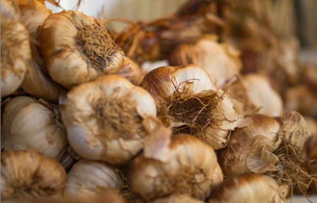 Alberta Events - Dish 'n' the Kitchen Open Farm Days Garlic Goodness Cloves of whole fresh garlic