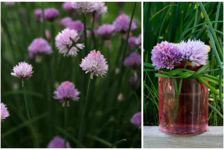 A chive blossom topped glass jar filled with pink vinegar in front of a garden of chives in blossom.
