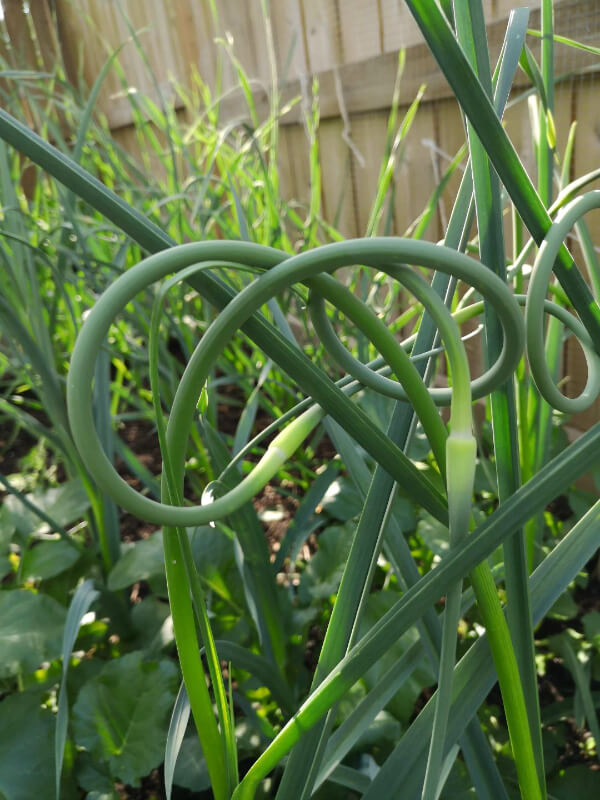 Garlic scapes growing in a garden.