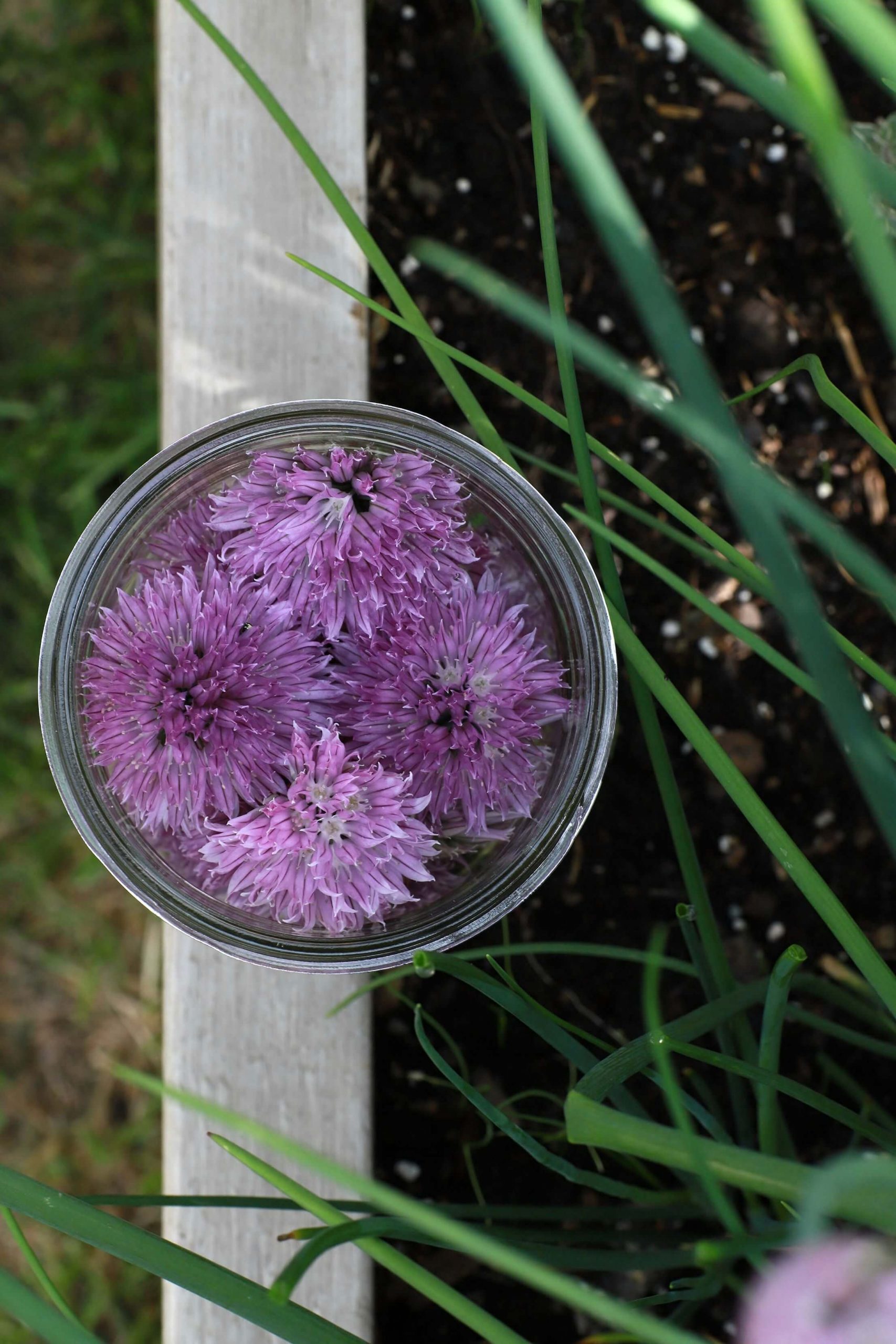 Purple chive blossoms in a glass jar in a garden. 