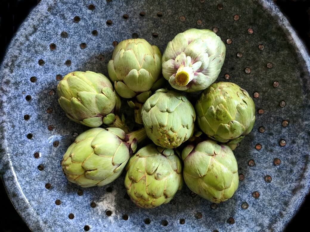 A group of green baby artichokes in an enamel colander.