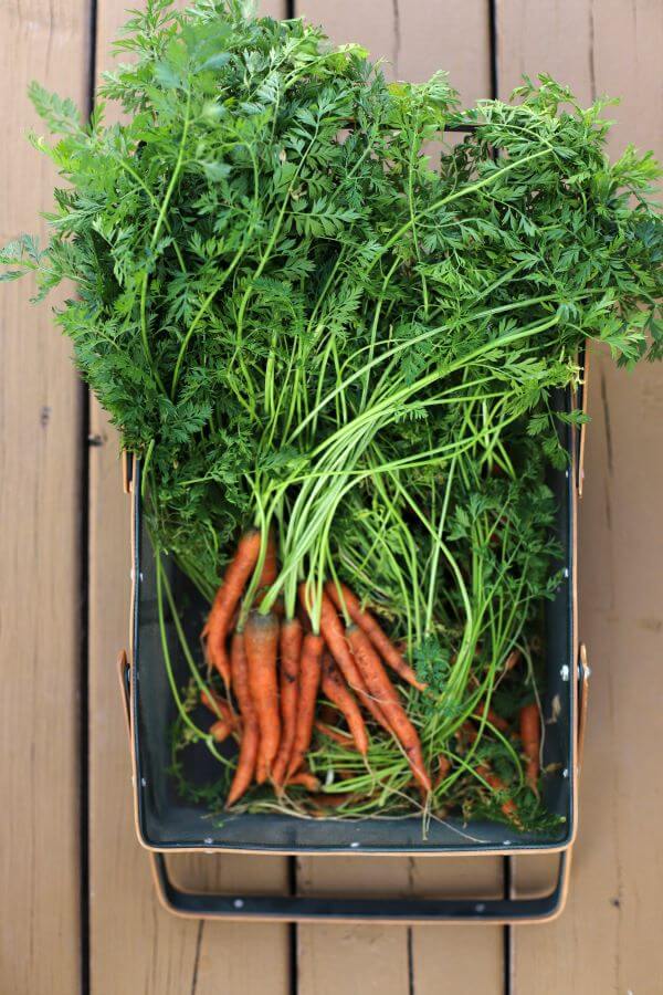 A basket filled with freshly picked carrots.
