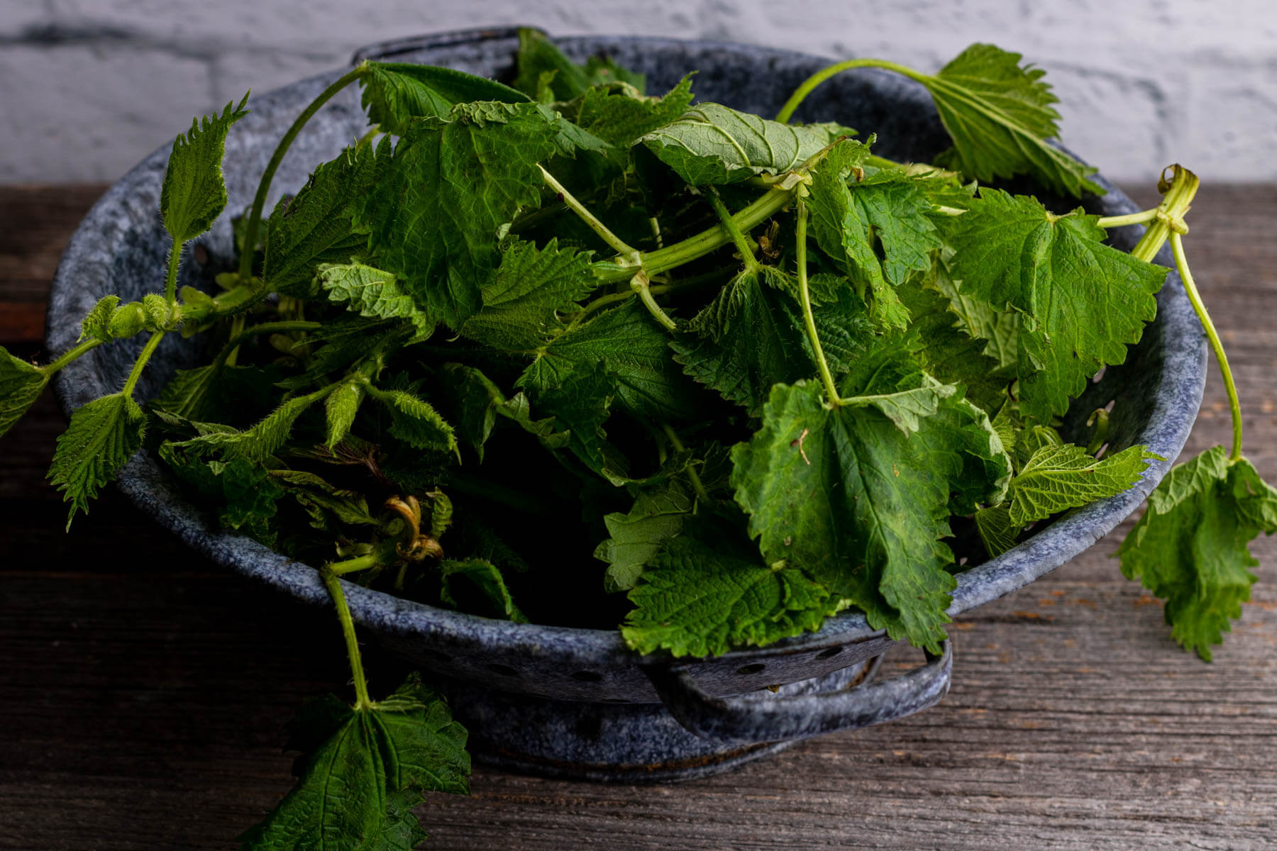 A blue colander filled with fresh green Stinging Nettle leaves.