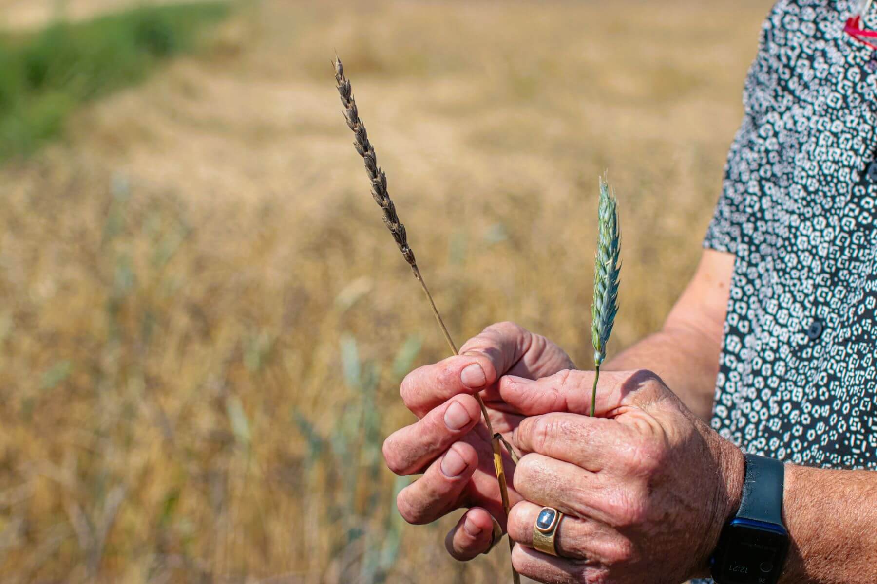 A farmer's hands hold golden shafts of wheat in the field.