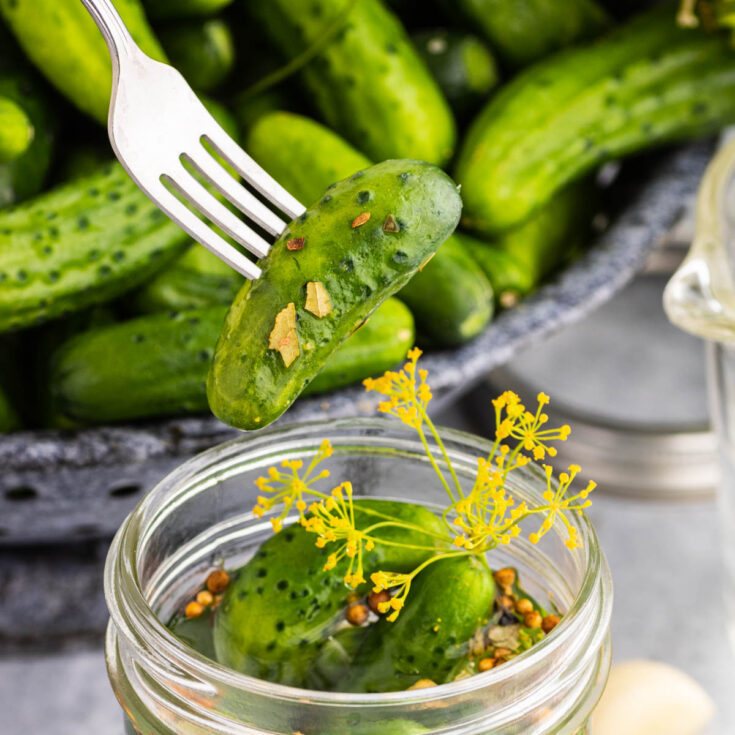 A fork holds a pickle above a jar filled with pickles, flowering dill, pickling spices, and garlic.