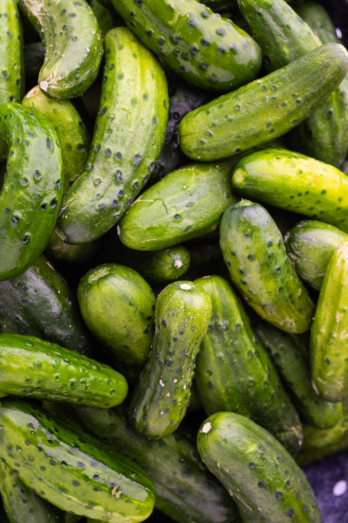 Vibrant green pickling cucumbers ready to be pickled.