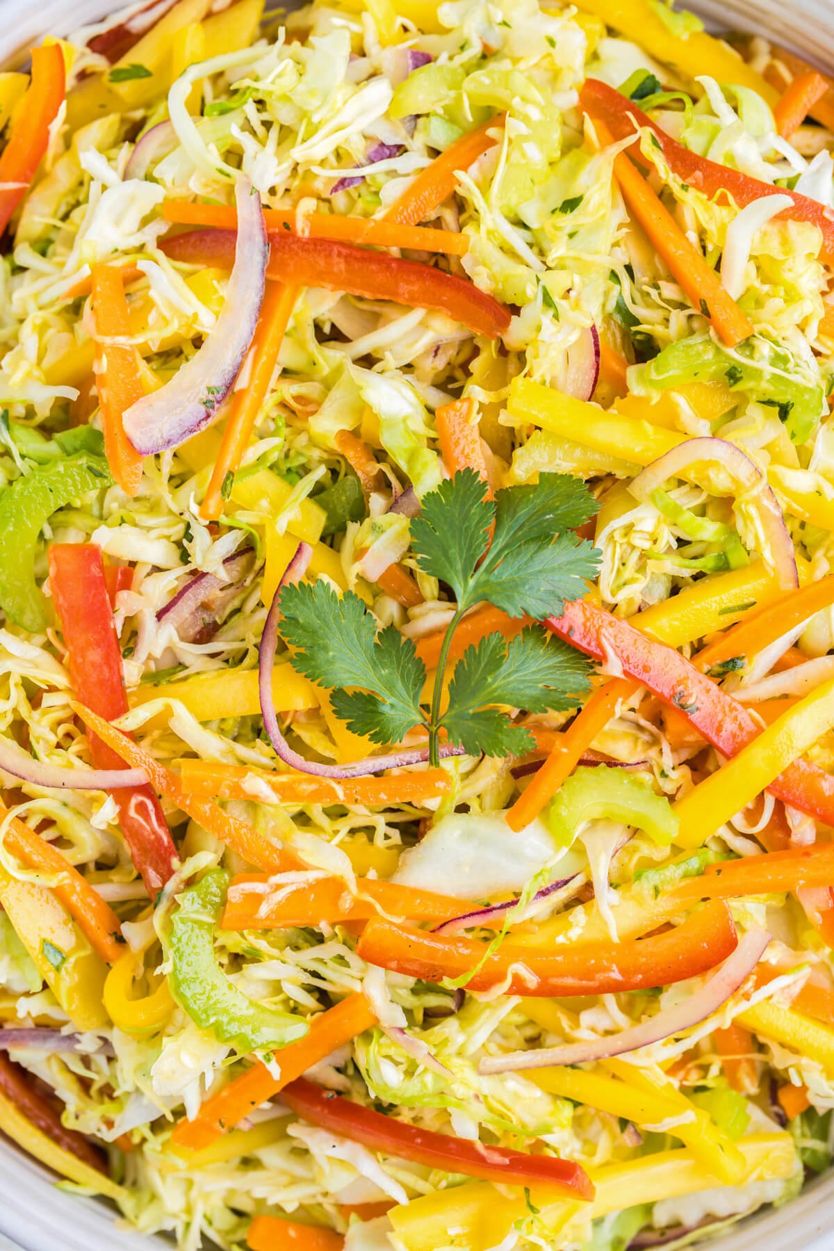 Close up photo of shredded cabbage, sliced bell pepper, red onions, and mango dressed in mango dressing with cilantro garnish.