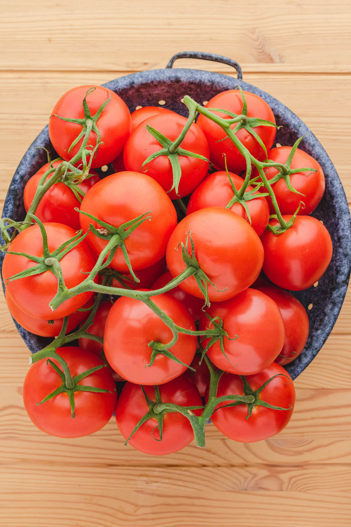 A blue enamel colander full of perfect ripe red tomatoes. 