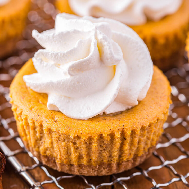 One mini pumpkin cheesecake topped with whipped cream on a wire cooling rack.
